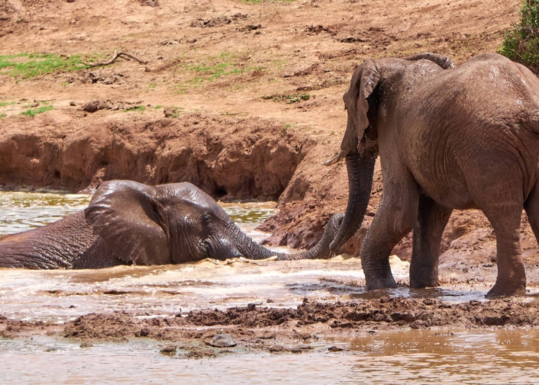 Addo Park Morning Safari image 5