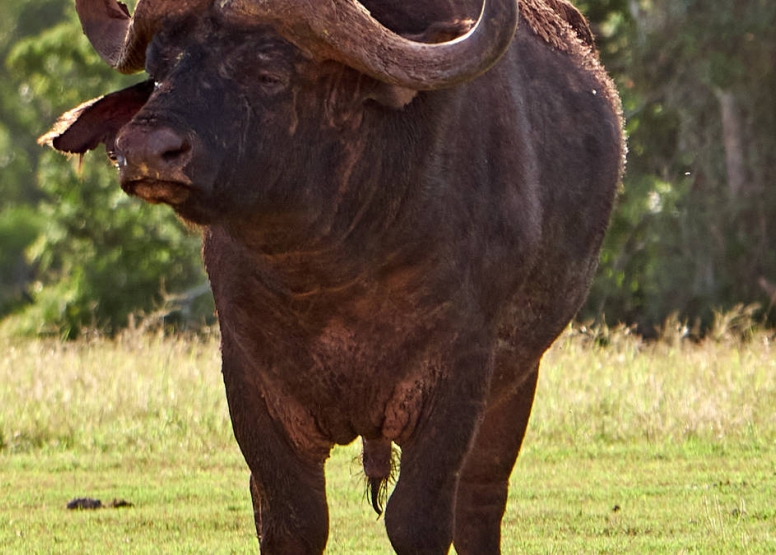 Addo Park Full Day Safari image 5