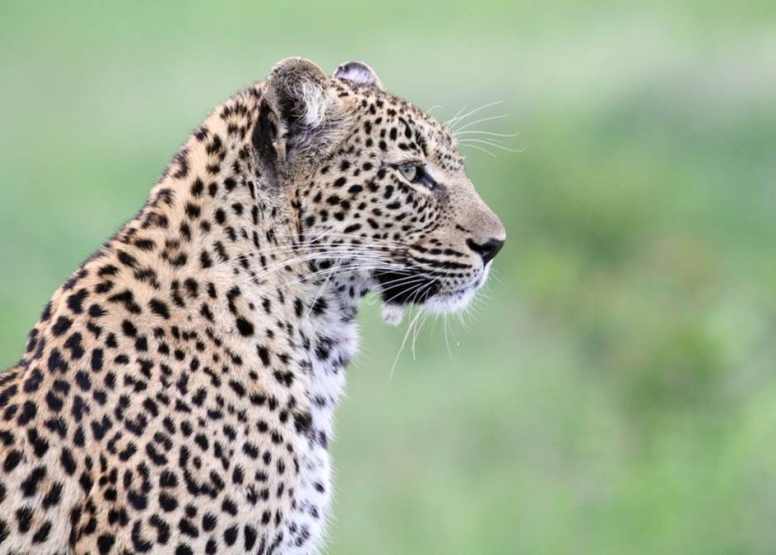 Full Day KNP Safari With Open Vehicle image 4