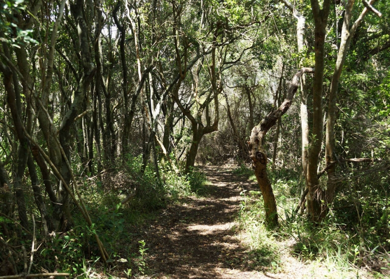 Plett Zipline Adventures image 8