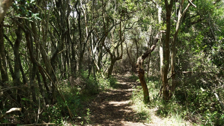 Plett Zipline Adventures image 8