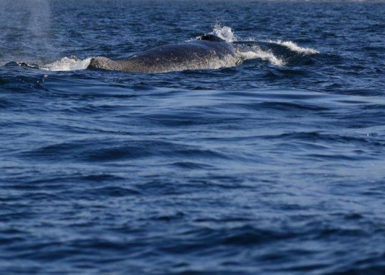 Whale Watching Experience Gansbaai image 5