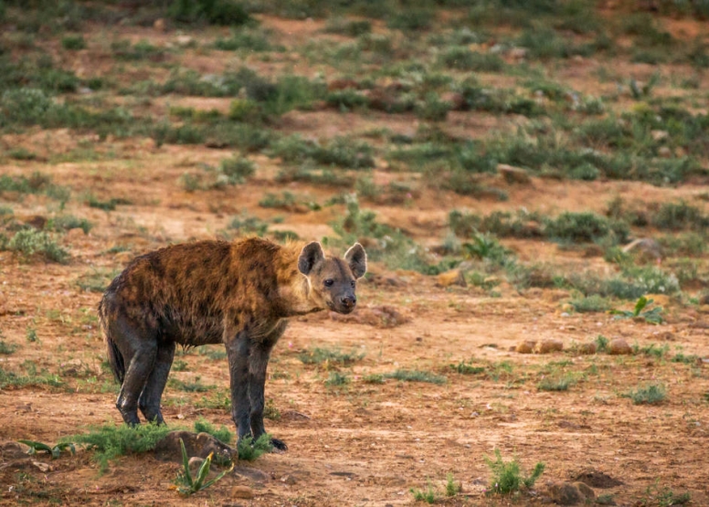 Addo Park & Schotia Safari image 4