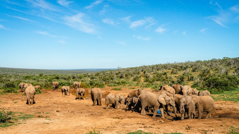 Addo Park Full Day Safari image 3