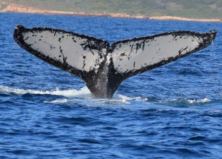 Whale Watching Experience Gansbaai image 6