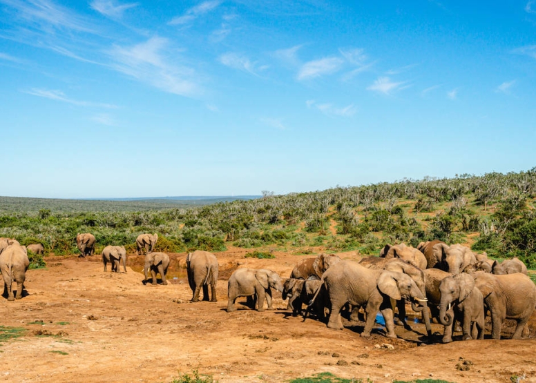 Addo Park Full Day Safari image 3