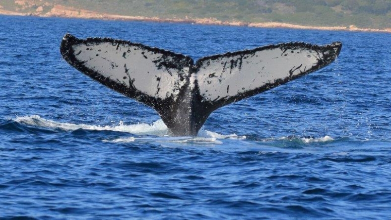Whale Watching Experience Gansbaai image 6