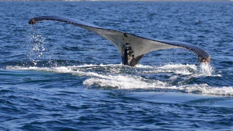 Whale Watching Experience Gansbaai image 4