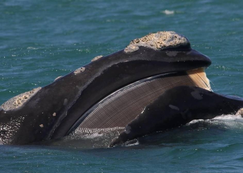 Whale Watching Experience Gansbaai image 7