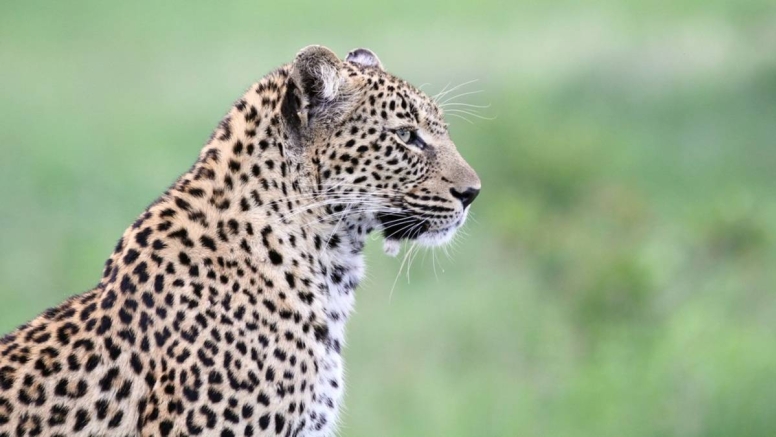 Afternoon KNP Open Vehicle Safaris image 4