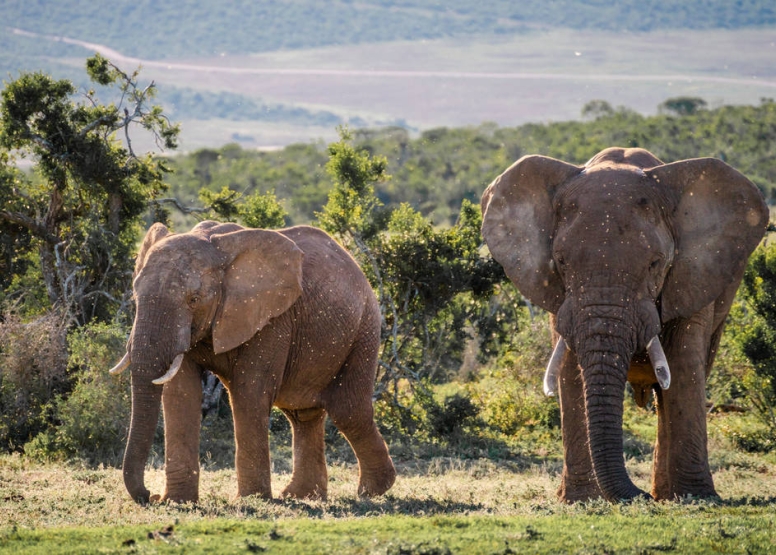 Addo Park & Schotia Safari image 1