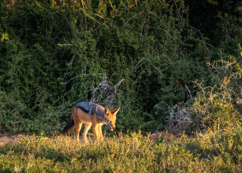 Addo Park Afternoon Safari image 5