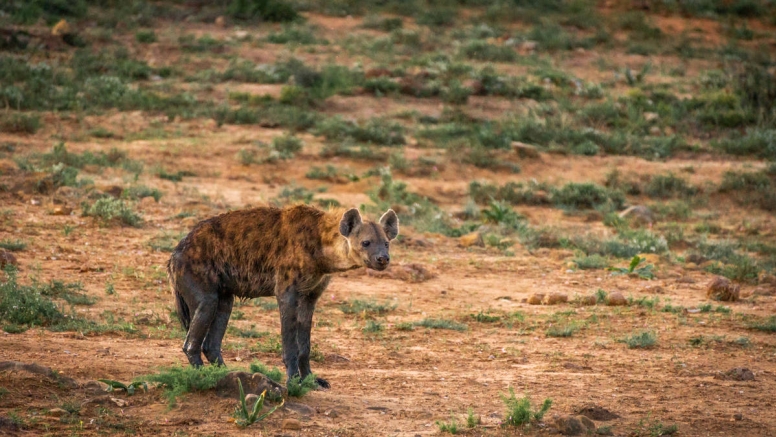 Addo Park & Schotia Safari image 4