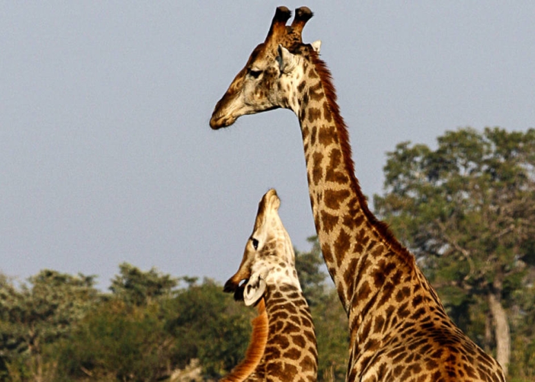 Afternoon KNP Open Vehicle Safaris image 7