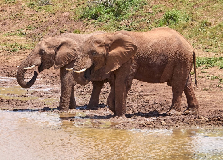 Addo Park Full Day Safari image 4