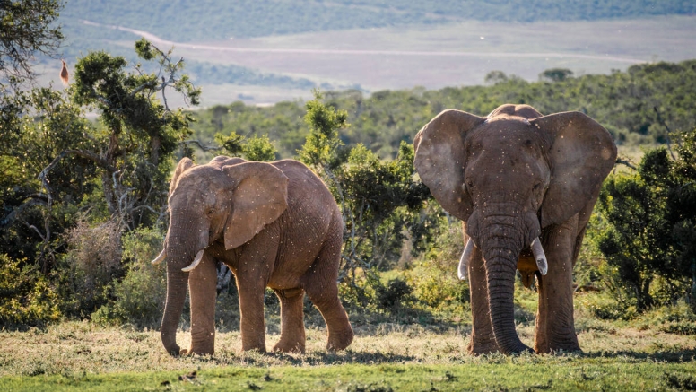 Addo Park & Schotia Safari image 1