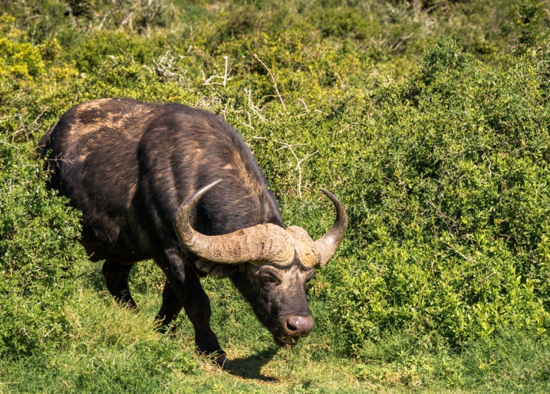 Addo Park Morning Safari image 6