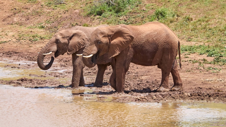 Addo Park Full Day Safari image 4