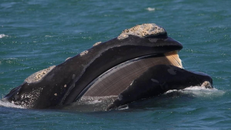 Whale Watching Experience Gansbaai image 1