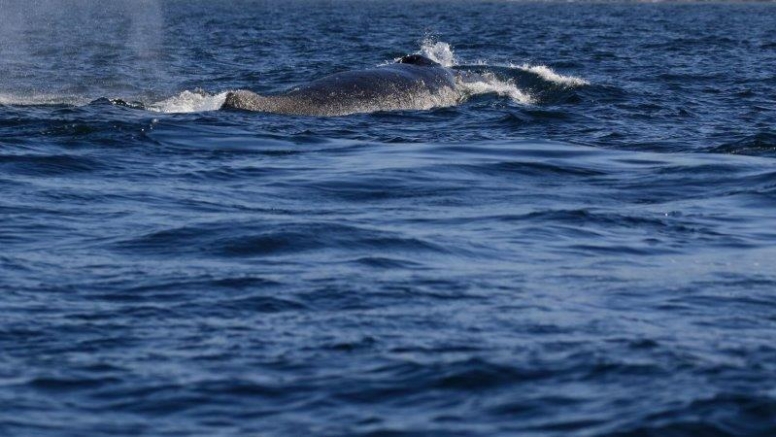 Whale Watching Experience Gansbaai image 5