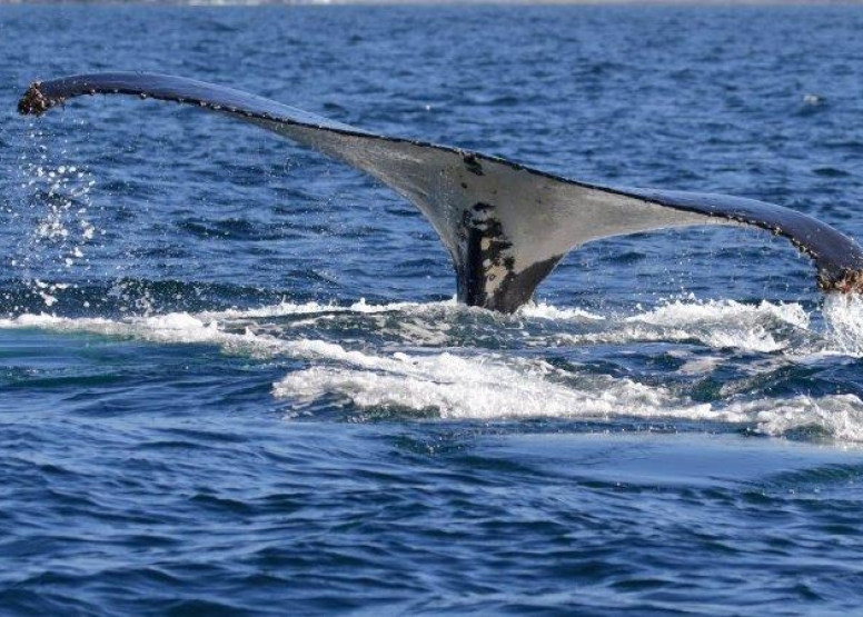 Whale Watching Experience Gansbaai image 4