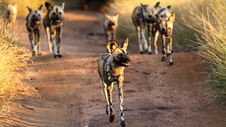 Afternoon KNP Open Vehicle Safaris image 1