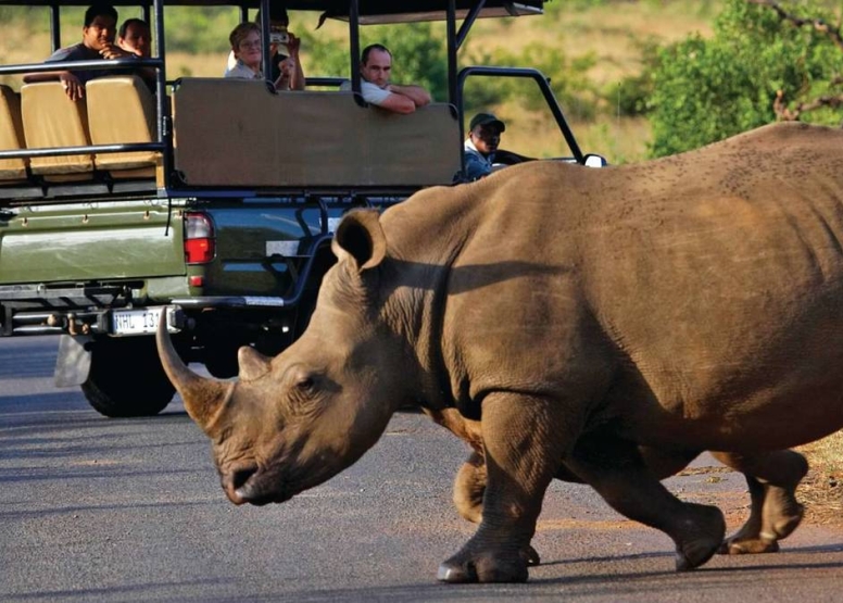 3 Hour Kruger Game Drive image 4