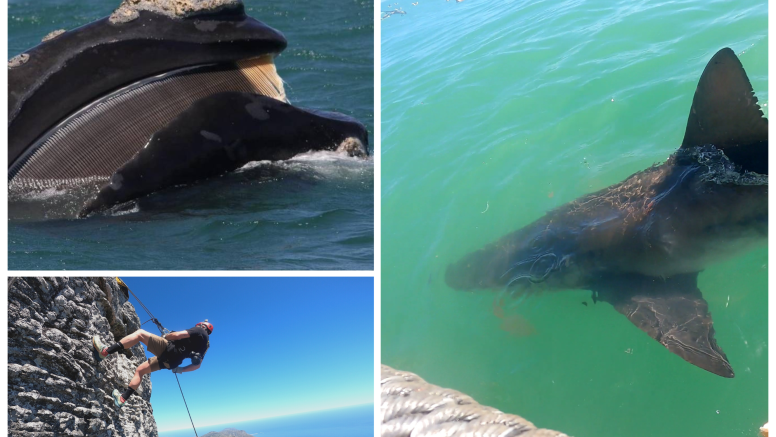 Abseil Shark Cage Diving and Whale Watching Adventure Combo Cape Town image 1