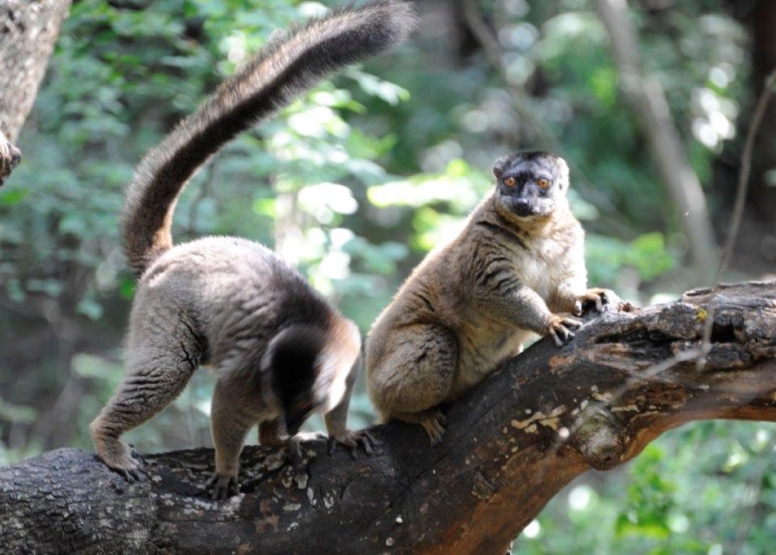 Harties Monkey Sanctuary Feeding Tour image 2