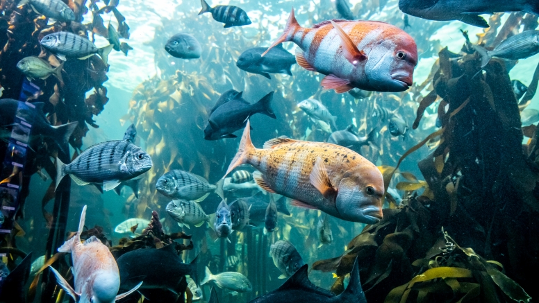 Two Oceans Aquarium Day Visit image 14
