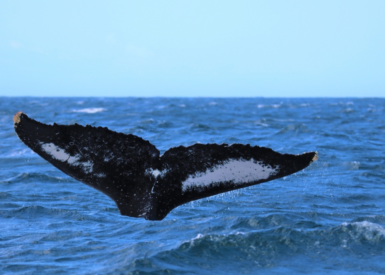 Whale & Dolphin Watching image 5