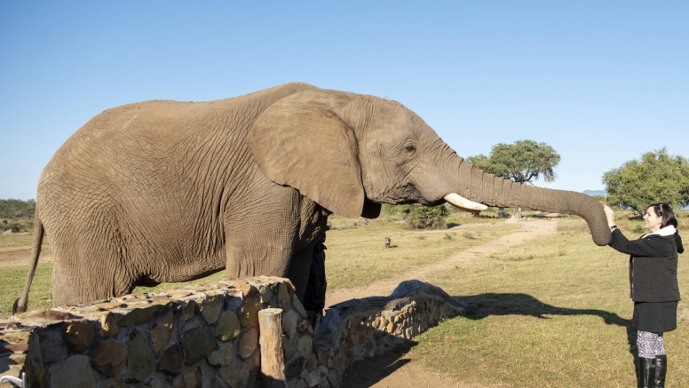 Elephant Moments at Jabulani Safari image 4