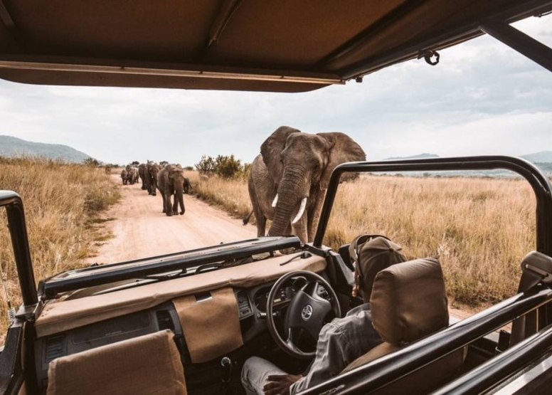 Morning KNP Safaris Open Vehicle image 9