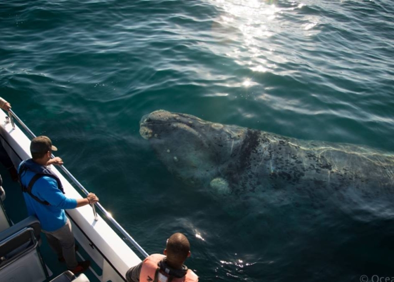 Knysna Whale Watching - Close Encounters image 2