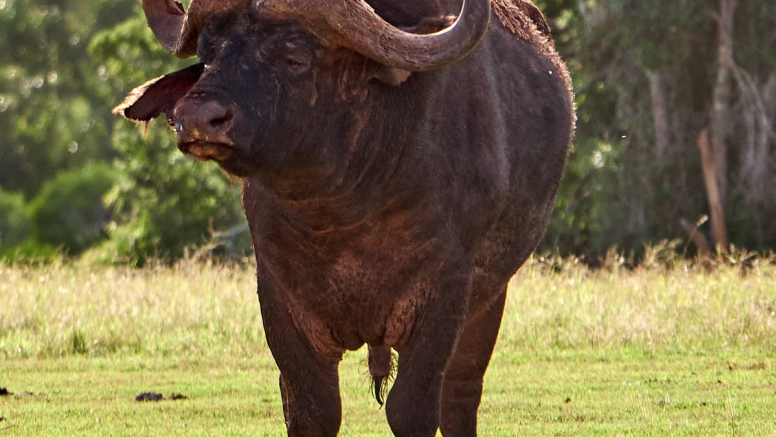 Addo Park Full Day Safari image 5