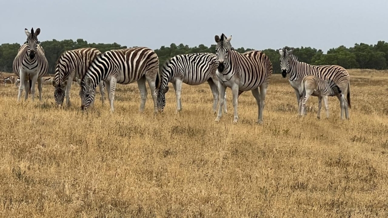 Private Half Day Safari Drive Yzerfontein image 5