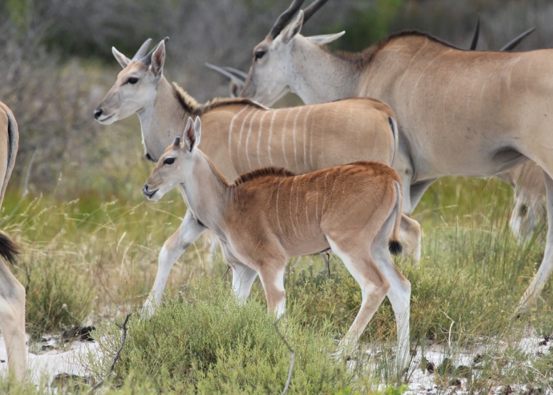 Afternoon Game Drive Yzerfontein image 1