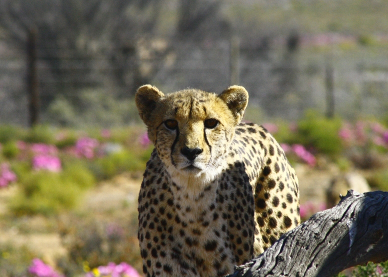 One Day Safari at Inverdoorn Safari Lodge & Game Reserve image 1
