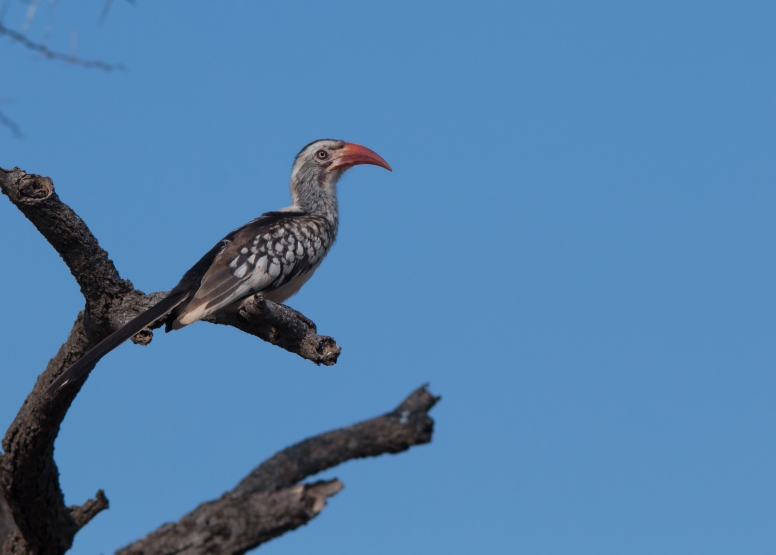 Manyoni Birding Safari (3-4 hrs) image 3