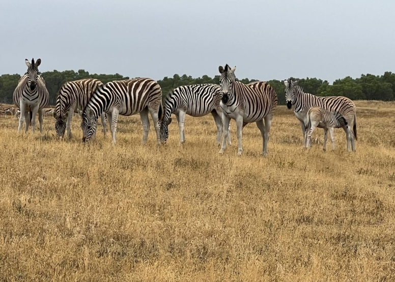 Morning Game Drive Yzerfontein image 7