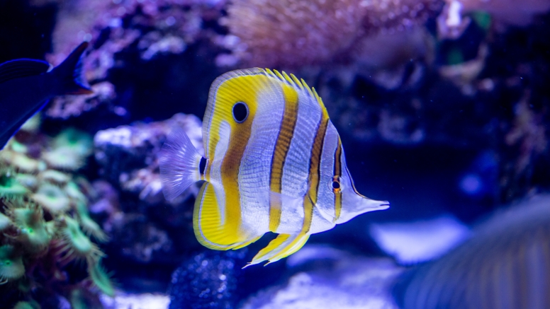 Two Oceans Aquarium Day Visit image 8