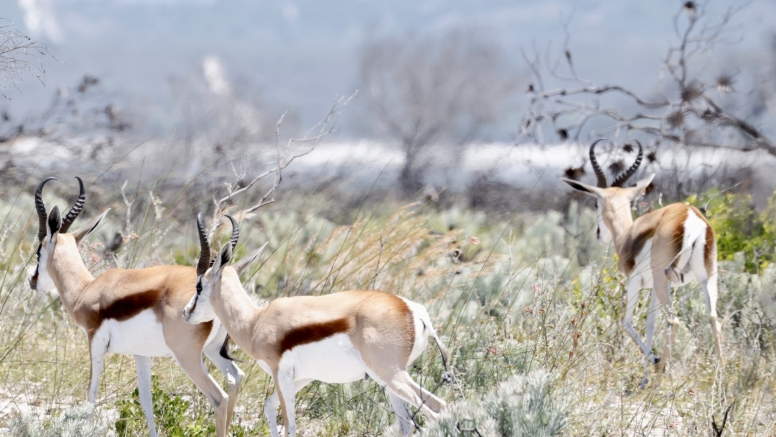 Morning Game Drive Yzerfontein image 3