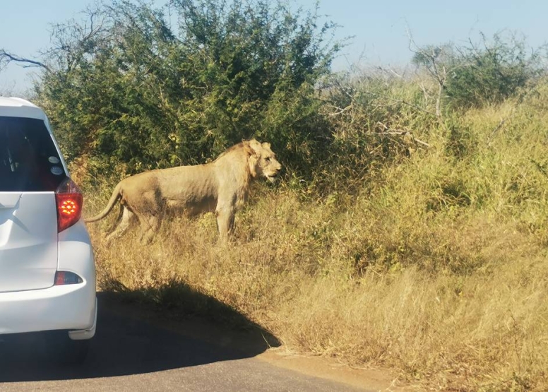 3 Hour Kruger Game Drive image 5