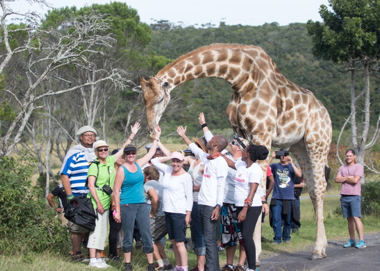Giraffe Experience image 4