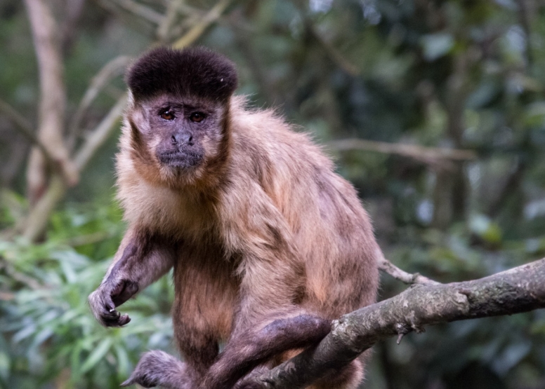 Monkeyland and Jukani Wildlife Sanctuary image 8