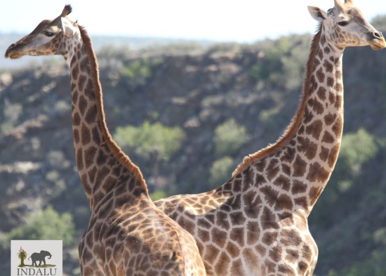 GAME DRIVE SUNRISE / SUNDOWNER image 11