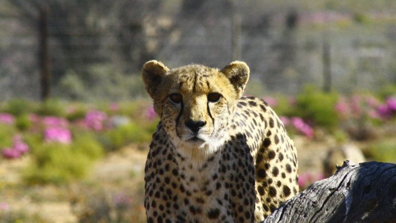 One Day Safari at Inverdoorn Safari Lodge & Game Reserve image 1