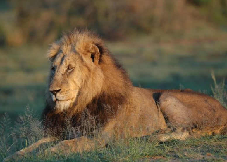 Lion King Tour image 5
