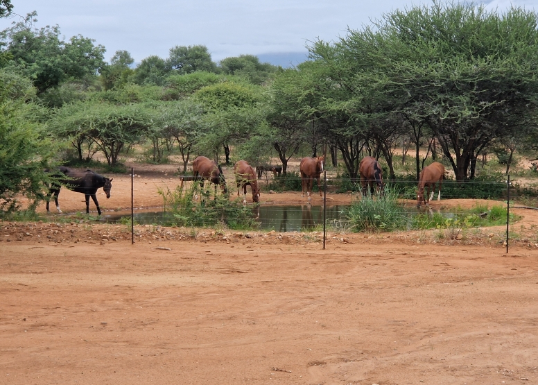 1 Hour Horseback Trail Safari Hoedspruit image 5