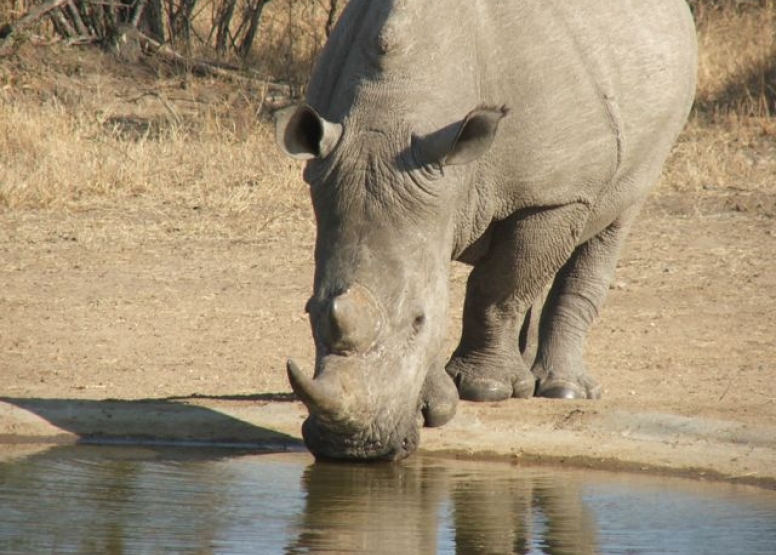 Rhino 4 day safari image 1